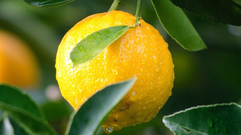 食品级酶生产背后的工艺门道：从菌种到成品的六道关